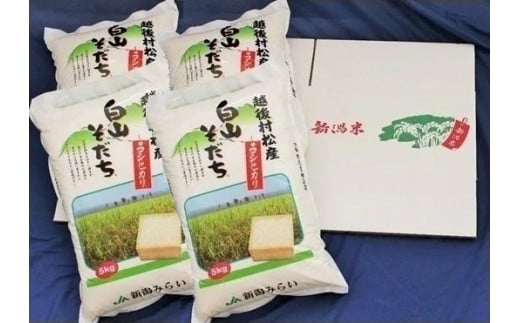 【令和6年産新米先行予約】 五泉産コシヒカリ 「白山そだち」精米 20kg (5kg×4袋)　新潟県 五泉市 新潟かがやき農業協同組合 1045776 - 新潟県五泉市