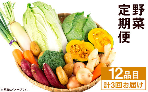 【旬の野菜定期便3回】旬の野菜 12品 3ヶ月定期便 品種おまかせ 詰め合わせ【養生市場】