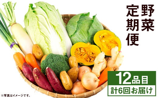 【旬の野菜定期便6回】旬の野菜 12品 6ヶ月定期便 品種おまかせ 詰め合わせ【養生市場】