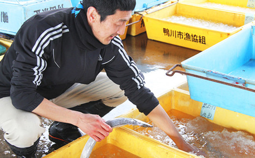 セリで鍛えた確かな目利きで、新鮮でおいしい魚をお届けします！