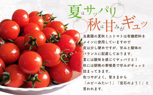 まごころミニトマトの宝石箱 1.7kg(約80～110玉)×2箱 計3.4kg サンチェリーピュア トマト