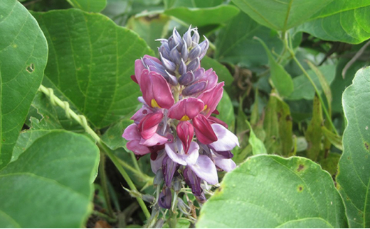 5580 0499 くずあめ 江戸風ラベル3種セット 葛の花 オオバコ 葛エキスを使用 福井県若狭町 ふるさとチョイス ふるさと納税サイト