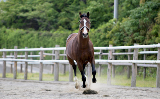 競走馬 支援 1000万円 コース 黒潮友馬会応援 10000000円 特典 ポスト 