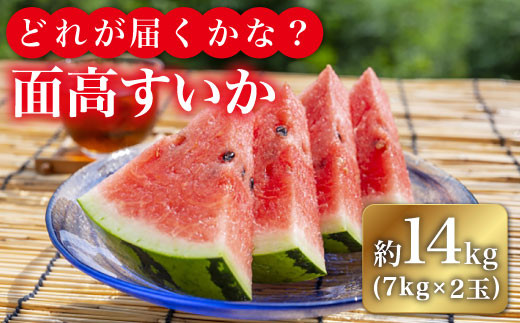 【どれが届くかな？】面高すいか約7kg×2玉 九州 長崎県 スイカ 瓜 ＜太田幸男＞ [CCN003] 242964 - 長崎県西海市