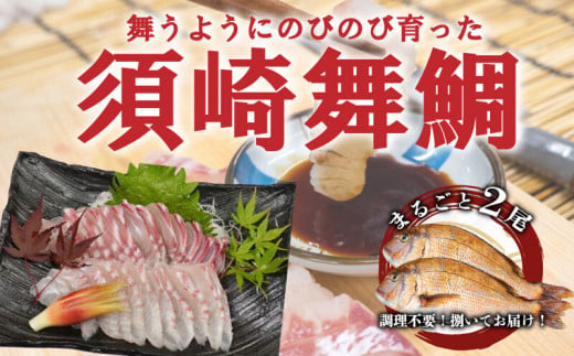 漁師自慢の逸品「須崎舞鯛」 お刺身用 2匹分 鯛 タイ たい 人気 刺身 高知 須崎