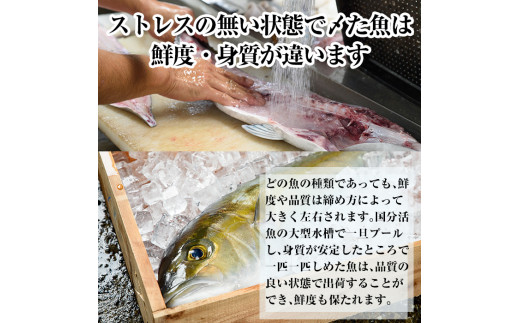 B2 001 鹿児島県産カンパチ 半身 4 8人前程度 刺身用柵 カマ アラセット 国分活魚 鹿児島県霧島市 ふるさと納税 ふるさとチョイス