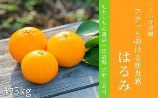 ｜予約｜大崎上島産 プチッとはじける新食感！『はるみ』約5kg