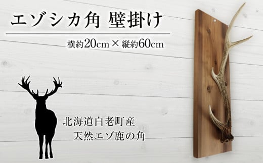 エゾシカ角 壁掛け（横約20cm×縦約60㎝）