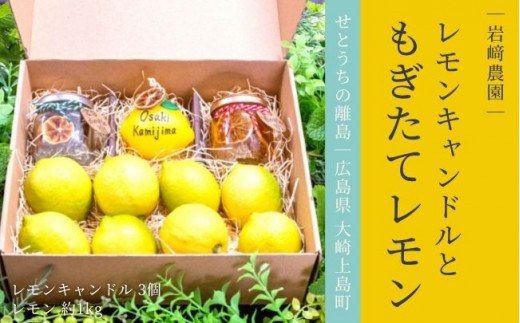 大崎上島産 生果レモン&キャンドルのギフトセット