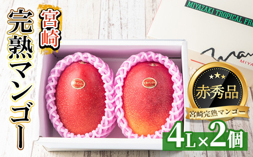 Y-CD10 数量限定！宮崎県串間市産の完熟マンゴー(赤秀4L×2個)化粧箱入り【スーパーほりぐち】