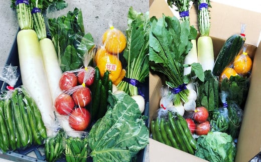 みずみずしいお野菜がいっぱい（春夏の一例）写真右は梱包イメージ