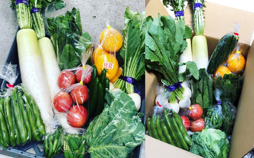 みずみずしい野菜がいっぱい（春夏の一例）写真右は梱包イメージ