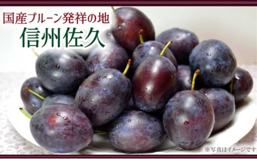 JA佐久浅間管内産　サンプルーン　約2kg　＜出荷開始：2024年9月21日～2024年9月27日まで＞【 長野県プルーン生産の発祥地　やや小粒　糖度は18％前後　酸味の少ない品種 長野県 佐久市 】 1407747 - 長野県佐久市