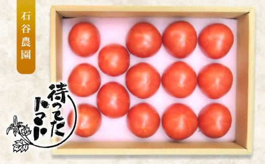 １１２１　掛川産フルーツトマト「待ってたトマト」（ギフト箱入）令和５年１月上旬より順次発送　ミナクル