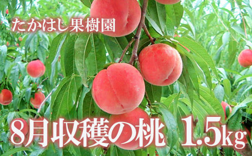 No.1905【先行予約】たかはし果樹園の桃　8月収穫約1.5kg【2024年発送】 301261 - 福島県福島市
