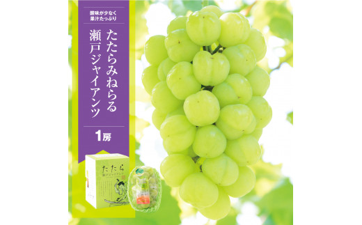 先行予約 たたらみねらる 瀬戸ジャイアンツ １房 ぶどう 種無し さっぱり フルーツ 果物 　(2024年産先行受付：8月下旬より発送予定）1-37a　