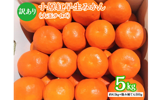 訳あり小原紅早生みかん 大玉サイズ 約4 5kg 傷み補てん500ｇ 家庭用 11月下旬から1月中旬発送 ミカン 蜜柑 香川県 旬 訳アリ 北海道 沖縄 離島への配送不可 香川県まんのう町 セゾンのふるさと納税