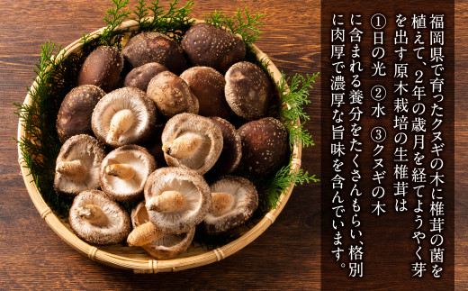 原木栽培 生しいたけ 約1kg 福岡県産 椎茸 野菜 しいたけ専門店 