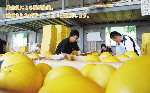 熊本県 菊池市産 キンショーメロン 4kg(6～9玉) メロン ノーネット