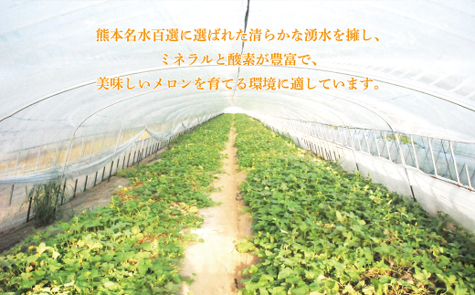 【2022年5月下旬～発送】熊本県 菊池市産 キンショーメロン 2kg(3～6玉) メロン ノーネット