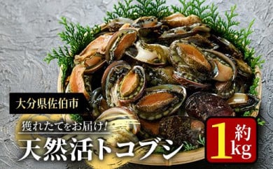 海の直売所 天然活トコブシ 獲れたての物をお届け ハーフ 大分県佐伯市 ふるさとチョイス ふるさと納税サイト