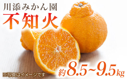 【先行予約】【春柑橘】不知火（しらぬい）約8.5～9.5kg＜川添みかん園＞ [CCT010]