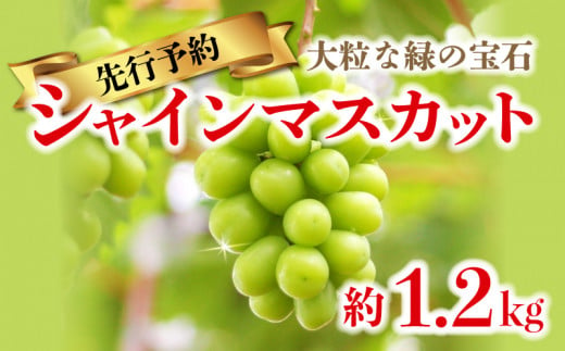 シャインマスカット ブドウ 約 1.2kg 2〜3房 先行予約 予約期間 9/25まで 592971 - 香川県さぬき市