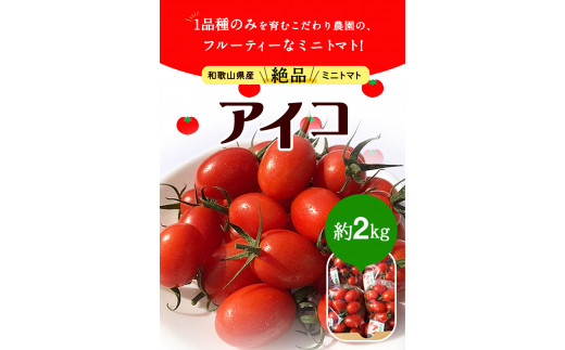 和歌山県産《絶品》ミニトマト「アイコ」約2kg (500g×4袋入) 株式会社松源《2024年6月上旬-7月中旬頃出荷》和歌山県 紀の川市