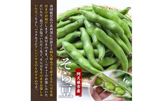 鹿児島県産 そら豆 ソラマメ そらまめ 4kg - 野菜