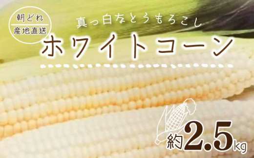 朝採れ とうもろこし ホワイトコーン 甘い  白いとうもろこし 野菜 さぬき 産 香川県 国産 約2.5kg