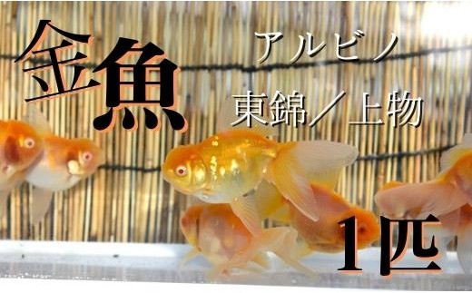 Ay 15 金魚 アルビノ東錦 上物 1匹 茨城県鉾田市 ふるさとチョイス ふるさと納税サイト