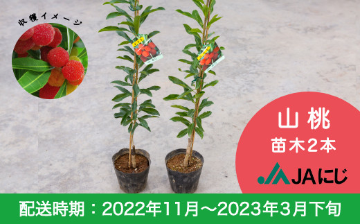 E681-09 JAにじ 山桃 苗木2本 - 福岡県うきは市|ふるさとチョイス