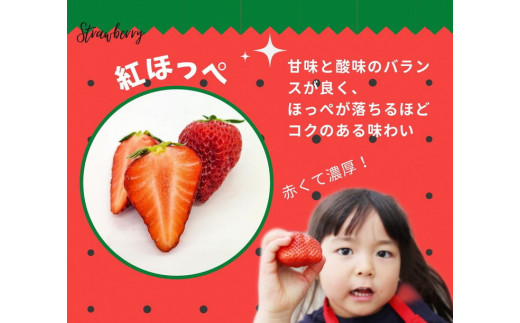 【数量限定】完熟 京いちご 1箱 希少 お楽しみ【紅ほっぺ おいCベリー から厳選してお届け】 小島農園 果実 新鮮 フルーツ 旬 イチゴ 苺 有名  スイーツ店 御用達※2024年1月中旬～5月末頃に発送予定