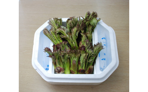 葉ワサビ北海道 天然 タラの芽 500g＋α - 野菜
