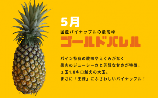 パイン＆パインセット 沖縄県産パイナップル２種＜5月ゴールドバレル