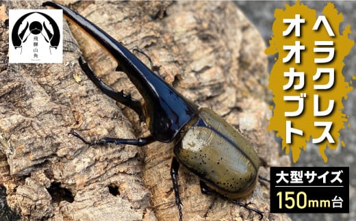 昆虫の王様 ヘラクレスオオカブト 150mm台 カブトムシ 大型 ♂ オス 昆虫 カブトムシ 生体
