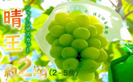 令和5年産（2023年発送）先行受付】岡山県産シャインマスカット「晴王