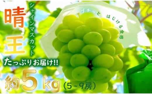 令和5年産（2023年発送）先行受付】岡山県産シャインマスカット「晴王