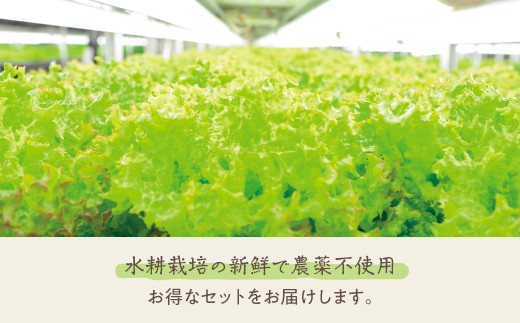 1-34 植物工場産野菜・お徳用セット