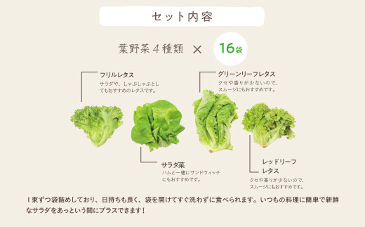 1-34 植物工場産野菜・お徳用セット