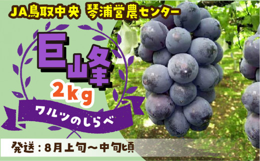 225.数量限定 鳥取県産ぶどう 巨峰 種なし 2kg - 鳥取県琴浦町