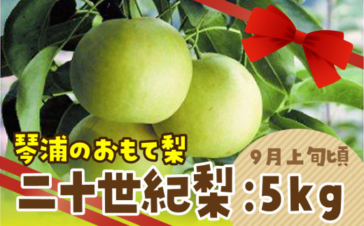 28.数量限定 鳥取県産梨 二十世紀梨 5kg(12〜14玉)