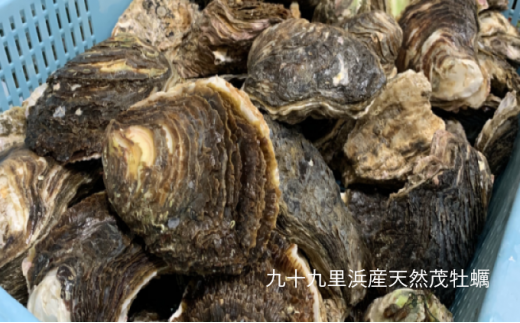 職人漁師が採る天然"茂牡蠣”小中サイズセット4kg（合わせて12～14個） [№5743-0239] 708207 - 千葉県九十九里町