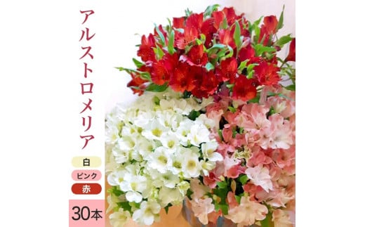 SB0284　アルストロメリアの花束　計30本(白色、ピンク色、赤色/各10本)