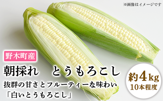 C05野木町産朝採れとうもろこし約4kg 白いとうもろこし 10本入り 栃木県野木町 ふるさと納税 ふるさとチョイス