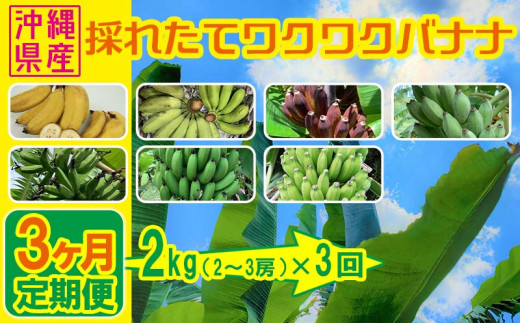 【3ヶ月定期便】沖縄県産バナナ　採れたてワクワクバナナ　2kg