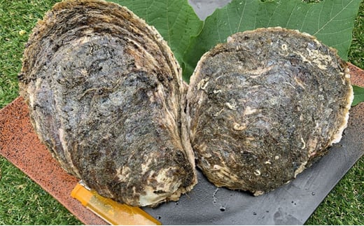 職人漁師が採る最高級天然"茂牡蠣”（7月～8月採れ）1個1kg以上サイズ [№5743-0231] 708204 - 千葉県九十九里町