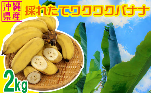 【沖縄県産バナナ】採れたてワクワクバナナ　2kg