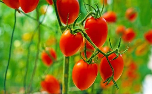 [№5850-0749]トマト嫌いが作ったあま～いミニトマト『とまこひめ』約1kg  冷蔵便配送