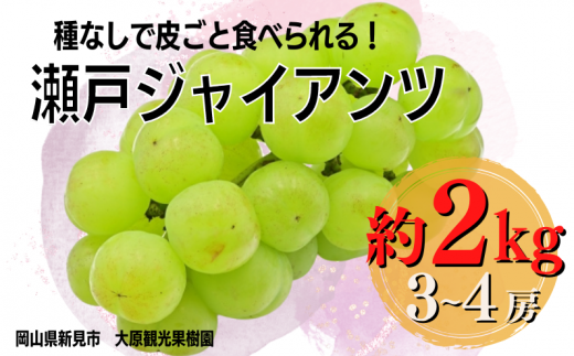 大原観光果樹園 瀬戸ジャイアンツ 約2kg 3～4房 【先行予約 2025年10月から順次発送】 777478 - 岡山県新見市